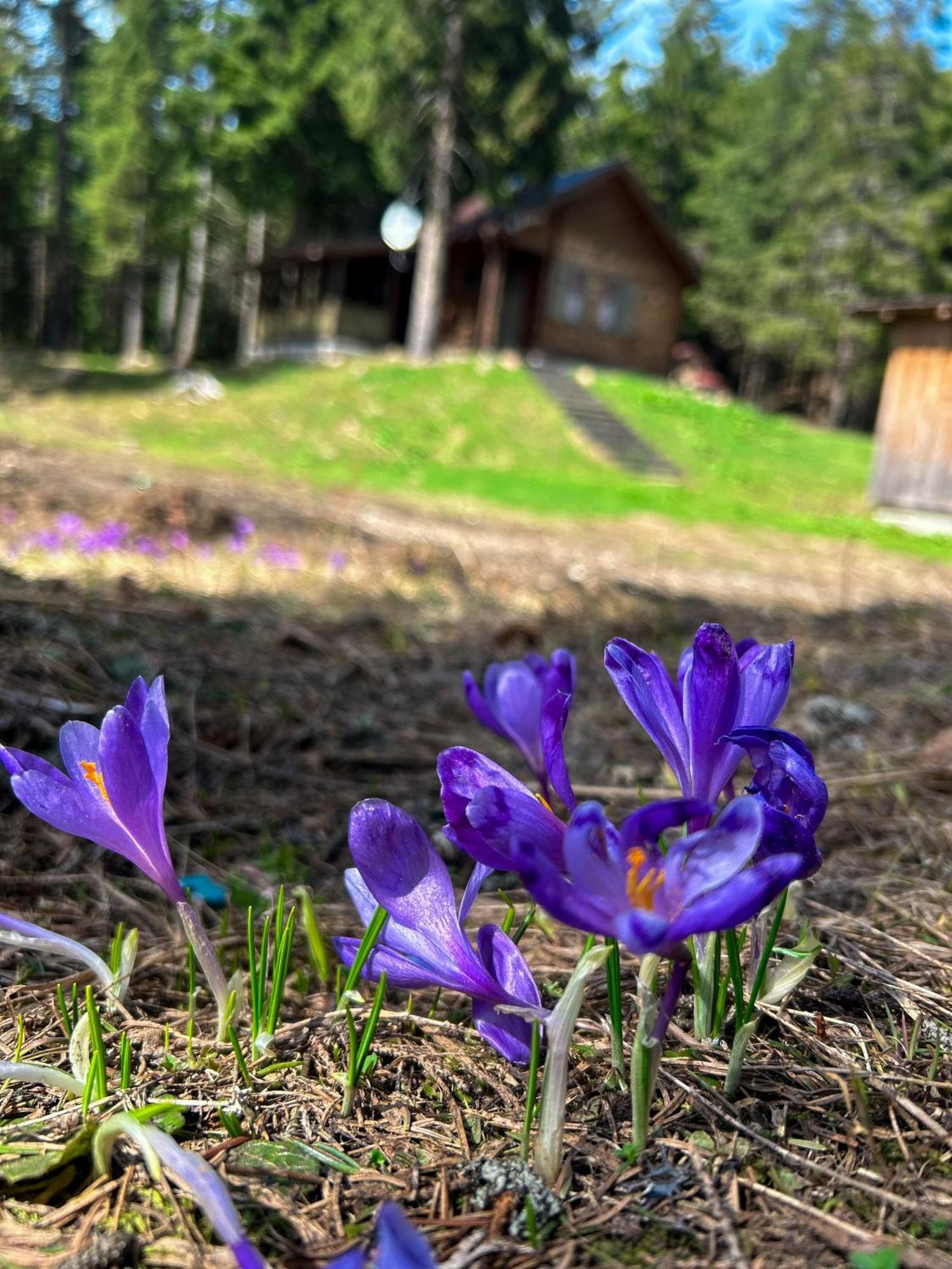 Natura Haziko Izvoare  Exteriör bild